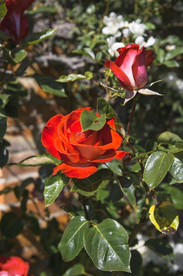 הוילה פיינצה Agriturismo Cretaiole מראה חיצוני תמונה